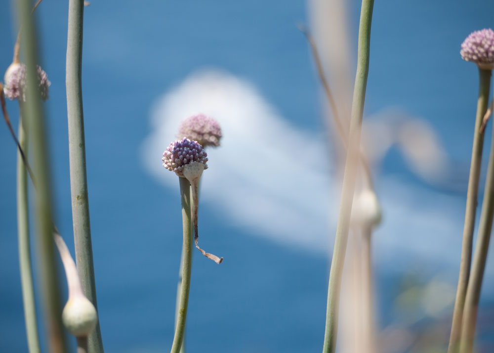 Instant fleur